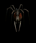 evilspider.gif